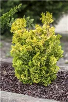 Chamaecyparis obtusa 'Rigid Dwarf' - Muschelzypresse 'Rigid Dwarf'