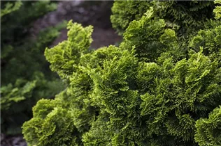 Chamaecyparis obtusa 'Nana Aurea' - Gelbe Muschelzypresse 'Nana Aurea' Chamaecyparis obtusa 'Nana Aurea' - Gelbe Muschelzypresse 'Nana Aurea'