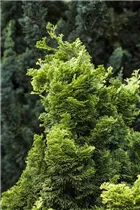 Chamaecyparis obtusa 'Nana Aurea' - Gelbe Muschelzypresse 'Nana Aurea' Chamaecyparis obtusa 'Nana Aurea' - Gelbe Muschelzypresse 'Nana Aurea'