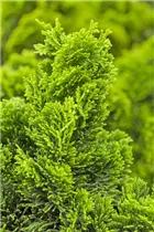 Chamaecyparis obtusa 'Nana Aurea' - Gelbe Muschelzypresse 'Nana Aurea' Chamaecyparis obtusa 'Nana Aurea' - Gelbe Muschelzypresse 'Nana Aurea'