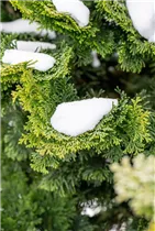 Chamaecyparis obtusa 'Nana Gracilis' - Kleine Muschelzypresse 'Nana Gracilis' Chamaecyparis obtusa 'Nana Gracilis' - Kleine Muschelzypresse 'Nana Gracilis'