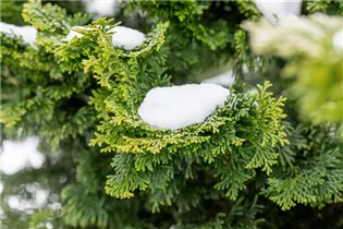 Chamaecyparis obtusa 'Nana Gracilis' - Kleine Muschelzypresse 'Nana Gracilis' Chamaecyparis obtusa 'Nana Gracilis' - Kleine Muschelzypresse 'Nana Gracilis'