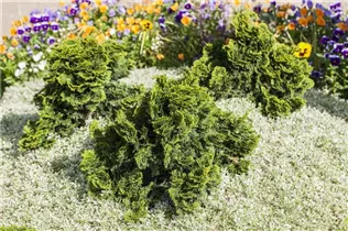 Chamaecyparis obtusa 'Nana Gracilis' - Kleine Muschelzypresse 'Nana Gracilis' Chamaecyparis obtusa 'Nana Gracilis' - Kleine Muschelzypresse 'Nana Gracilis'