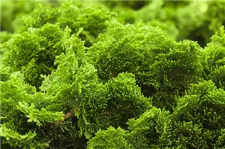 Chamaecyparis obtusa 'Nana Gracilis' - Kleine Muschelzypresse 'Nana Gracilis' Chamaecyparis obtusa 'Nana Gracilis' - Kleine Muschelzypresse 'Nana Gracilis'