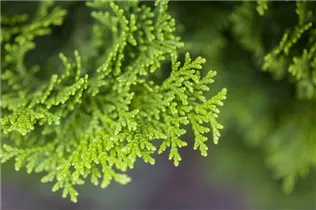Chamaecyparis obtusa 'Nana Gracilis' - Kleine Muschelzypresse 'Nana Gracilis' Chamaecyparis obtusa 'Nana Gracilis' - Kleine Muschelzypresse 'Nana Gracilis'