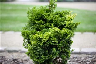 Chamaecyparis obtusa 'Nana Gracilis' - Kleine Muschelzypresse 'Nana Gracilis' Chamaecyparis obtusa 'Nana Gracilis' - Kleine Muschelzypresse 'Nana Gracilis'