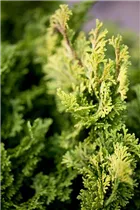 Chamaecyparis obtusa 'Nana Gracilis' - Kleine Muschelzypresse 'Nana Gracilis' Chamaecyparis obtusa 'Nana Gracilis' - Kleine Muschelzypresse 'Nana Gracilis'