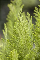 Chamaecyparis lawsoniana 'Ellwood´s Empire' - Kegelzypresse 'Ellwood's Empire'