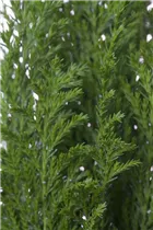 Chamaecyparis lawsoniana 'Ellwood´s Empire' - Kegelzypresse 'Ellwood's Empire'