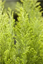 Chamaecyparis lawsoniana 'Ellwood´s Empire' - Kegelzypresse 'Ellwood's Empire'