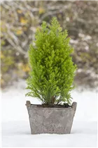 Chamaecyparis lawsoniana 'Ellwood´s Gold' - Gelbe Kegelzypresse 'Ellwood´s Gold'