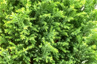 Chamaecyparis lawsoniana 'Ellwood´s Gold' - Gelbe Kegelzypresse 'Ellwood´s Gold'