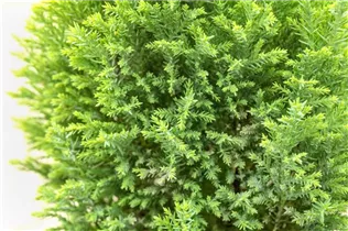 Chamaecyparis lawsoniana 'Ellwood´s Gold' - Gelbe Kegelzypresse 'Ellwood´s Gold'
