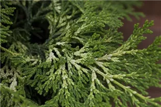 Chamaecyparis obtusa 'Rashahiba' - Hinoki-Scheinzypresse 'Rashahiba'