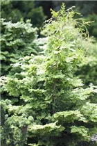 Chamaecyparis obtusa 'Rashahiba' - Hinoki-Scheinzypresse 'Rashahiba'