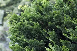 Chamaecyparis obtusa 'Rigid Dwarf' - Muschelzypresse 'Rigid Dwarf'