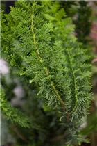 Chamaecyparis obtusa 'Teddy Bear' - Hinoki-Scheinzypresse 'Teddy Bear'