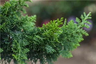 Chamaecyparis obtusa 'Teddy Bear' - Hinoki-Scheinzypresse 'Teddy Bear'