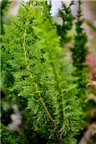 Chamaecyparis obtusa 'Teddy Bear' - Hinoki-Scheinzypresse 'Teddy Bear'