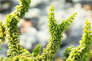 Chamaecyparis obtusa 'Teddy Bear' - Hinoki-Scheinzypresse 'Teddy Bear'