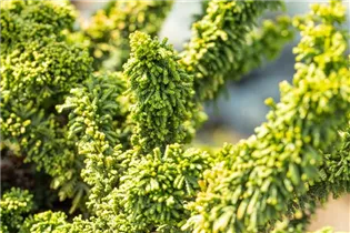 Chamaecyparis obtusa 'Teddy Bear' - Hinoki-Scheinzypresse 'Teddy Bear'