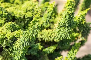 Chamaecyparis obtusa 'Teddy Bear' - Hinoki-Scheinzypresse 'Teddy Bear'