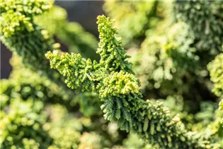 Chamaecyparis obtusa 'Teddy Bear' - Hinoki-Scheinzypresse 'Teddy Bear'