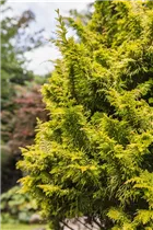 Chamaecyparis obtusa 'Tetragona Aurea' - Zwerg-Hinoki-Scheinzypr.'Tetragona Aurea'