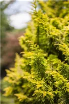 Chamaecyparis obtusa 'Tetragona Aurea' - Zwerg-Hinoki-Scheinzypr.'Tetragona Aurea'