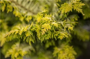 Chamaecyparis obtusa 'Tetragona Aurea' - Zwerg-Hinoki-Scheinzypr.'Tetragona Aurea'