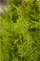 Chamaecyparis lawsoniana 'Golden Wonder' - Gelbe Gartenzypresse 'Golden Wonder'