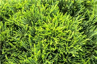 Chamaecyparis lawsoniana 'Green Globe' - Scheinzypresse 'Green Globe'