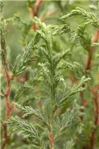 Chamaecyparis pisifera 'Baby Blue' - Blaue Zwergzypresse 'Baby Blue'