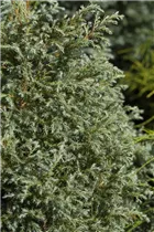 Chamaecyparis pisifera 'Baby Blue' - Blaue Zwergzypresse 'Baby Blue'