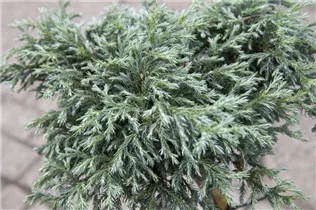 Chamaecyparis pisifera 'Baby Blue' - Blaue Zwergzypresse 'Baby Blue'