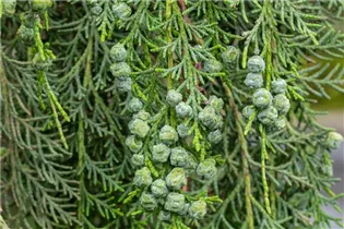 Chamaecyparis lawsoniana 'Intertexta' - Gartenzypresse 'Intertexta'