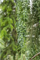 Chamaecyparis lawsoniana 'Intertexta' - Gartenzypresse 'Intertexta'