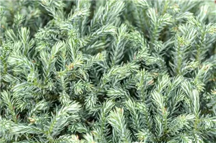 Chamaecyparis pisifera 'Blue Moon'® - Sawara-Scheinzypresse 'Blue Moon'® Chamaecyparis pisifera 'Blue Moon'® - Sawara-Scheinzypresse 'Blue Moon'®