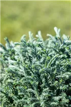 Chamaecyparis pisifera 'Blue Moon'® - Sawara-Scheinzypresse 'Blue Moon'® Chamaecyparis pisifera 'Blue Moon'® - Sawara-Scheinzypresse 'Blue Moon'®