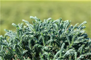 Chamaecyparis pisifera 'Blue Moon'® - Sawara-Scheinzypresse 'Blue Moon'® Chamaecyparis pisifera 'Blue Moon'® - Sawara-Scheinzypresse 'Blue Moon'®