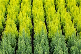 Chamaecyparis lawsoniana 'Ivonne' - Gartenzypresse 'Ivonne'