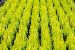 Chamaecyparis lawsoniana 'Ivonne' - Gartenzypresse 'Ivonne'