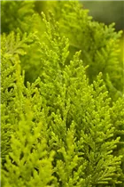 Chamaecyparis lawsoniana 'Ivonne' - Gartenzypresse 'Ivonne'