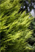 Chamaecyparis lawsoniana 'Ivonne' - Gartenzypresse 'Ivonne'
