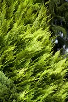 Chamaecyparis lawsoniana 'Ivonne' - Gartenzypresse 'Ivonne'
