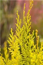 Chamaecyparis lawsoniana 'Ivonne' - Gartenzypresse 'Ivonne'