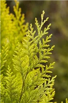 Chamaecyparis lawsoniana 'Romana' - Gartenzypresse 'Romana' Chamaecyparis lawsoniana 'Romana' - Gartenzypresse 'Romana'
