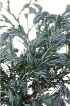 Chamaecyparis pisifera 'Boulevard' - Kleine Silberzypresse 'Boulevard'