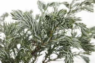 Chamaecyparis pisifera 'Boulevard' - Kleine Silberzypresse 'Boulevard'