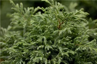 Chamaecyparis pisifera 'Boulevard' - Kleine Silberzypresse 'Boulevard'
